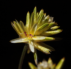 Ptilotus gaudichaudii