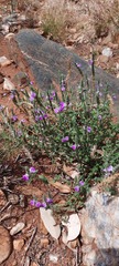Rostellularia adscendens