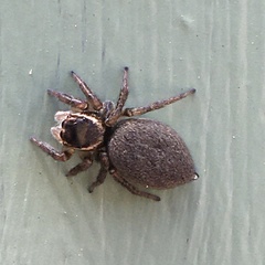 Maratus griseus