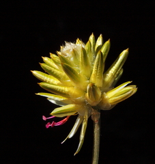 Ptilotus gaudichaudii