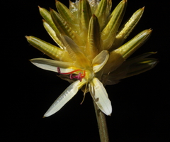 Ptilotus gaudichaudii