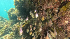 Pempheris klunzingeri