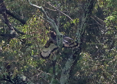 Stephanoaetus coronatus