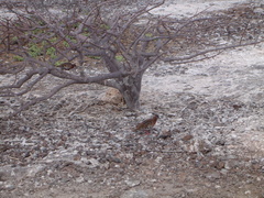 Zenaida galapagoensis