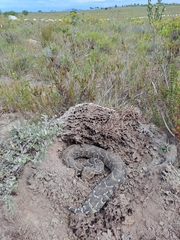 Bitis arietans arietans