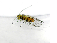 Elipsocidae