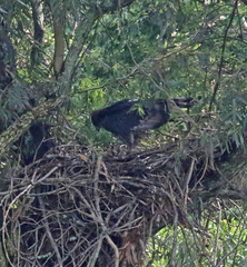 Stephanoaetus coronatus