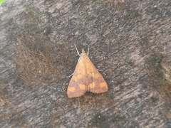 Pyrausta phoenicealis