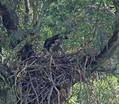 Stephanoaetus coronatus