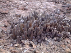 Brachycereus nesioticus