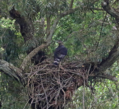 Stephanoaetus coronatus