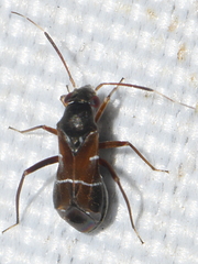 Pilophorus