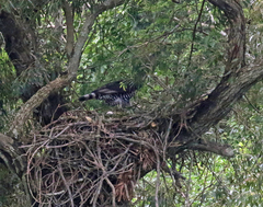 Stephanoaetus coronatus