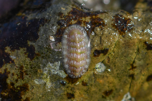 Representative image of Lepidochitona monterosatoi