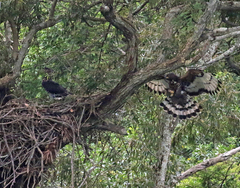 Stephanoaetus coronatus