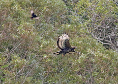 Stephanoaetus coronatus