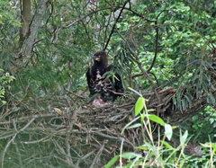 Stephanoaetus coronatus