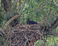 Stephanoaetus coronatus