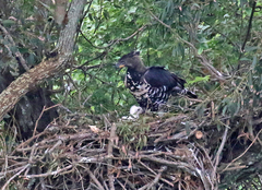 Stephanoaetus coronatus