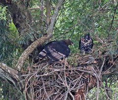 Stephanoaetus coronatus