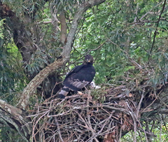 Stephanoaetus coronatus