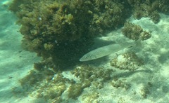 Sillaginodes punctatus