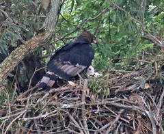 Stephanoaetus coronatus