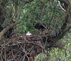 Stephanoaetus coronatus