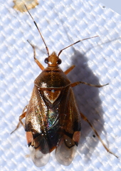 Deraeocoris flavilinea