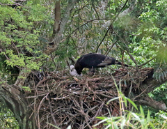 Stephanoaetus coronatus