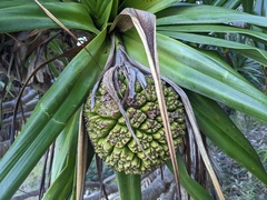 Pandanus tectorius