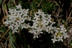 Pimelea linifolia linifolia