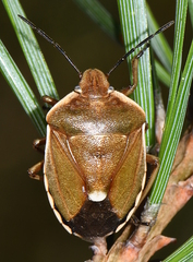 Chlorochroa pinicola