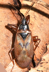 Gastrodes abietum