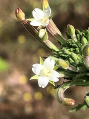 Epilobium hirtigerum