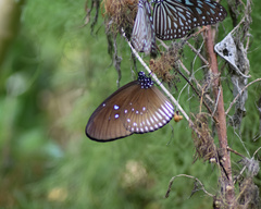Euploea eyndhovii