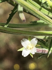 Epilobium hirtigerum