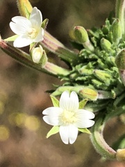 Epilobium hirtigerum