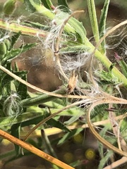 Epilobium hirtigerum
