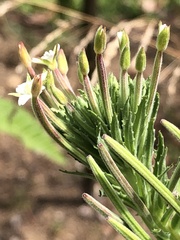 Epilobium hirtigerum