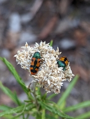 Castiarina scalaris