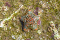 Asterina