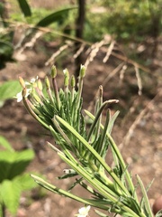 Epilobium hirtigerum