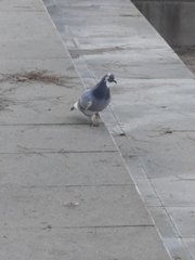 Columba livia domestica