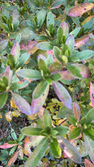 Rhododendron indicum