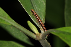 Helicorthomorpha holstii