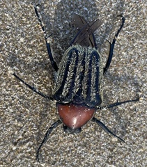 Trichaulax philipsii