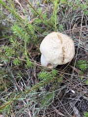 Amanita farinacea