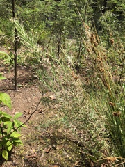 Epilobium hirtigerum