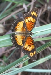 Junonia sophia